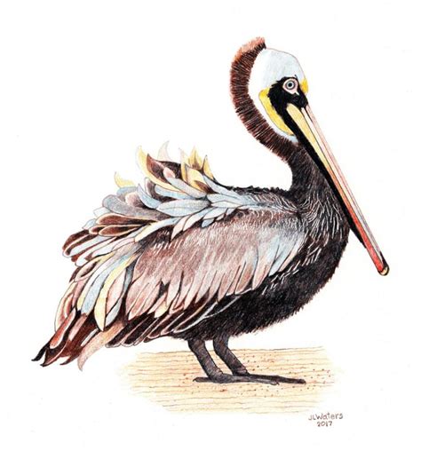 Brown Pelican Drawing At Explore Collection Of