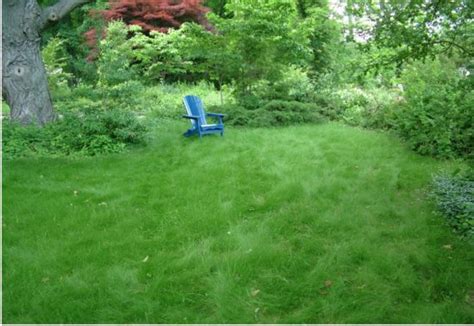 No Mow Grass Seed Zone 6 Home And Garden Reference