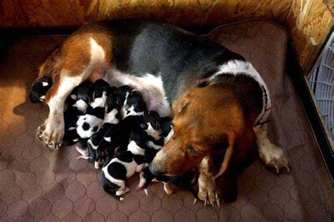 Due to their proximity to the ground, they're better equipped to sniff out anything and everything with their highly tuned nose! AKC basset hound puppies * tri color * for Sale in Conroe ...