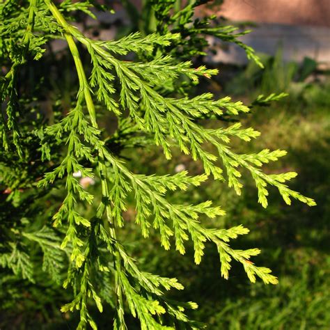 Gold Leylandii Fast Growing Evergreen Conifer Hedging Garden Plants In