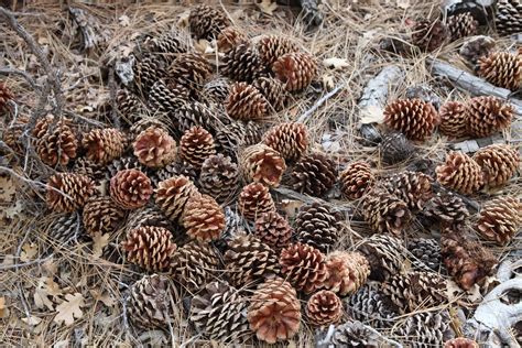Pine Cones Pine Cones Found On The Woodland Trail In Big B Flickr