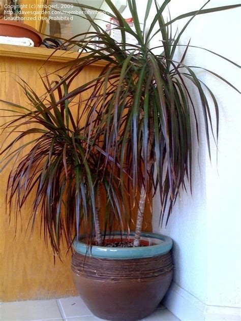Use filtered water or allow your tap humidity level low humidity and dry soil cause leaves to droop and brown on their edges, later. PlantFiles Pictures: Dracaena Species, Dragon Tree, Red ...