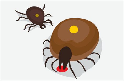 A Tick Bite That Causes A Meat Allergy Cleveland Clinic