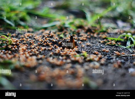 Termites Swarming Hi Res Stock Photography And Images Alamy