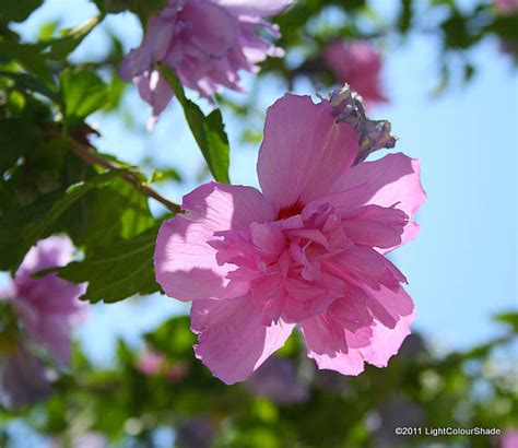 Reddish new foliage matures to a dark green. Light Colour Shade: Summer Colours, Pink. Flowering Trees ...