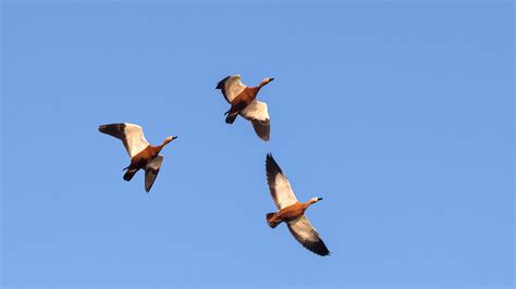 Ruddy Shelduck The High Flying Duck Sets Record At 22000ft Uk News