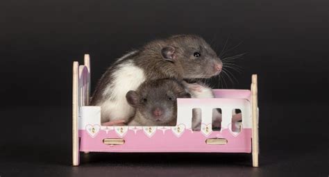 Cute Baby Rats Facts Photos And Videos