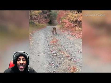 Cougar Stalking Utah Hiker In Terrifying Minute Encounter Reaction Youtube
