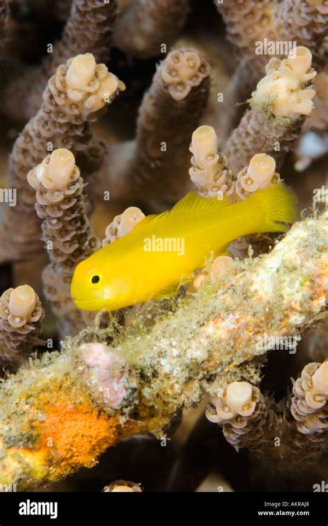 Yellow Coral Goby Gobiodon Okinawae At Lembeh Straits Indonesia Stock