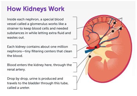 How Kidneys Work Fresenius Medical Care Kidney Transplant Chronic