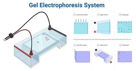 Agarose Gel Electrophoresis Definition Principle Parts 55 Off