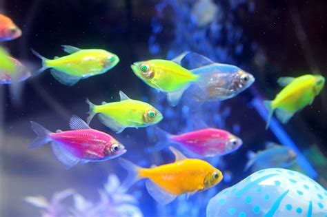 Neon Tetra Fish Fishsupplies 물고기
