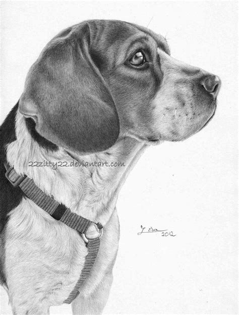 Beagle By 22zitty22 On Deviantart Pencil Drawings Of Animals Dog