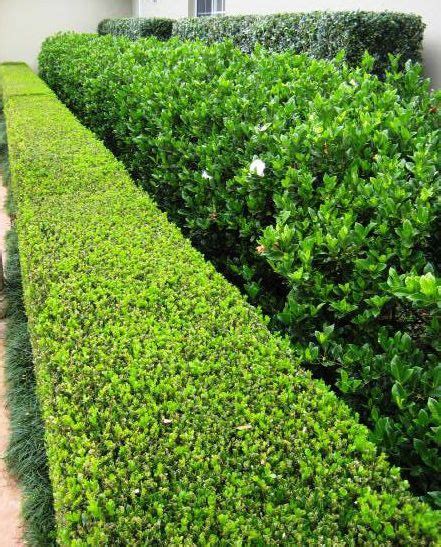 View this plant in a garden. 404 Not Found | Garden hedges, Front landscaping, Garden ...