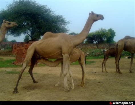 A one of a kind research institute in the whole of india the national research centre on camel is dedicated wholly to studying the ship of the desert. bikaner national research center camel - Bikaner