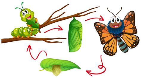 Diagram Of Life Cycle Of Butterfly