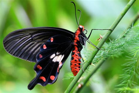 Every purchase on our site helps to fund cancer research. into the wild: common rose butterfly