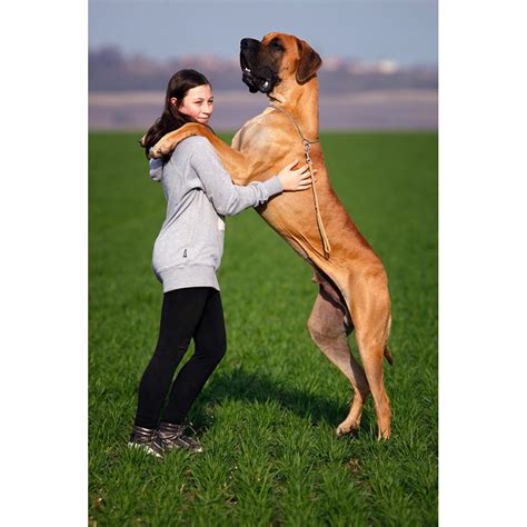 Love Field Girl Great Dane Animal Beauty Dog 20 Inch By 30 Inch