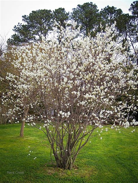 Experiment propagating saskatoon berry tree. Serviceberry Saskatoon