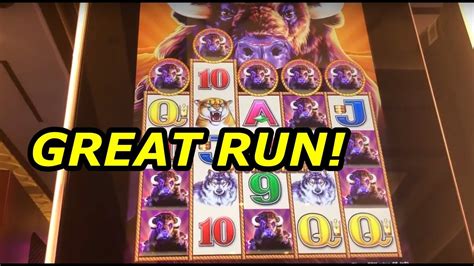 Amazing Run On Buffalo Gold And Buffalo Stampede Slot Machines Youtube