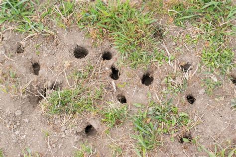 How To Identify Animal Holes In Your Lawn Elite Pest Control