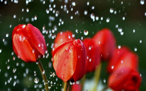 Selective Focus Photography Of Red Petaled Flower With Water Dews Hd