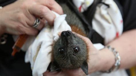 Human Handling Harms Flying Foxes Daily Telegraph