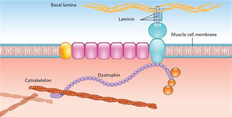 Infographic Treating Duchenne Muscular Dystrophy With Crispr The