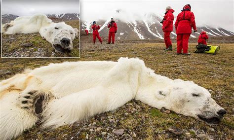 Starved Polar Bear Found Dead In Norway Is Categorical Proof Climate