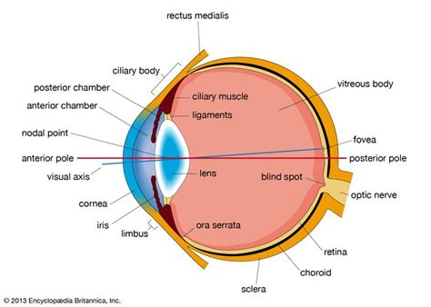 Human Eye Definition Structure Function Global Health