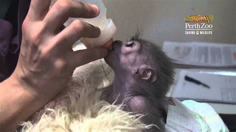 Perth Zoo Baby Javan Gibbon Owa Youtube