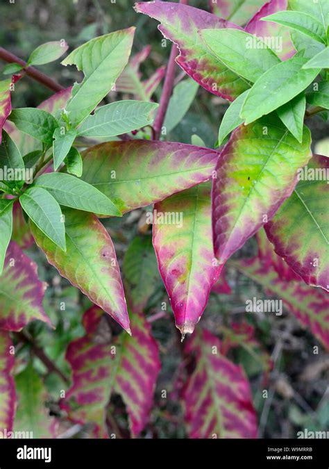 Pokeweed Colored Leaves Phytolacca Decandra Stock Photo Alamy