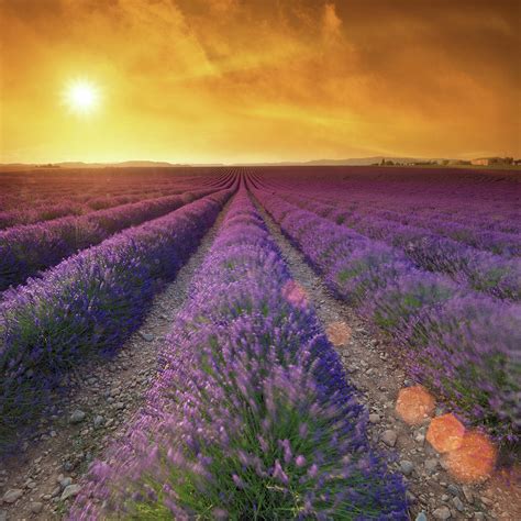 Lavender Field At Sunset Photograph By Mammuth Fine Art America