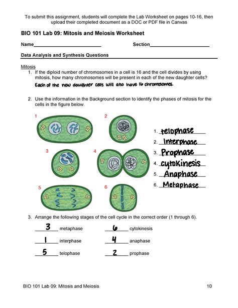 Cell Division Mitosis And Meiosis Worksheet