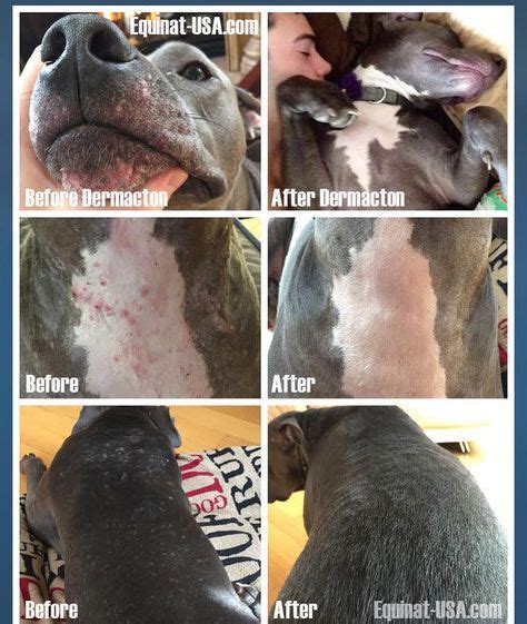 Pitbull Skin Rash Treatment