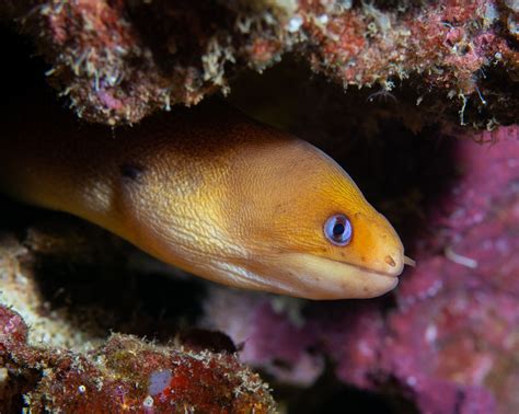 Golden Dwarf Moray Eel Care And Info Fantasea Aquariums