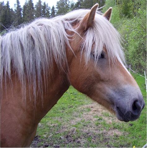 Encyclopedia: Horse face