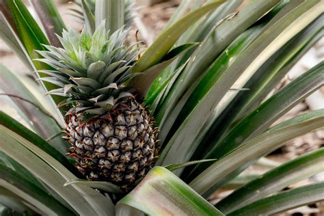 How To Plant A Pineapple Top