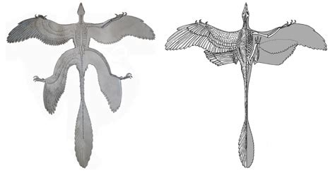 100% free prehistoric birds coloring pages. Mostly Open Ocean: The colour of dinosaurs