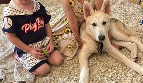 VCA Animal Hospitals Reviews 2024 – All You Need to Know | ComplaintsBoard