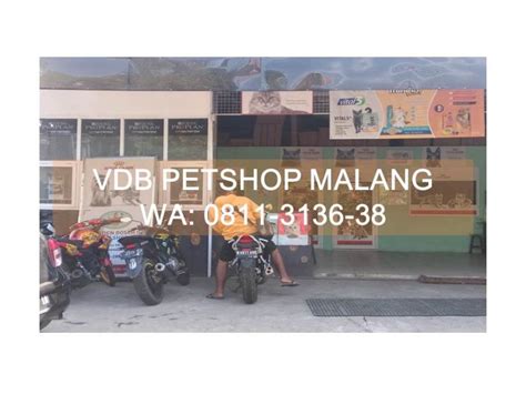 pet shop kucing di malang – Page 2 – Site Title