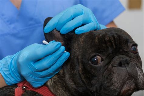 What Are The Causes Of Otitis Externa In Dogs My Animals