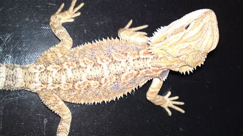 Se England Gandg Redcitrus X Snow Bearded Dragons 4 Months Old Reptile