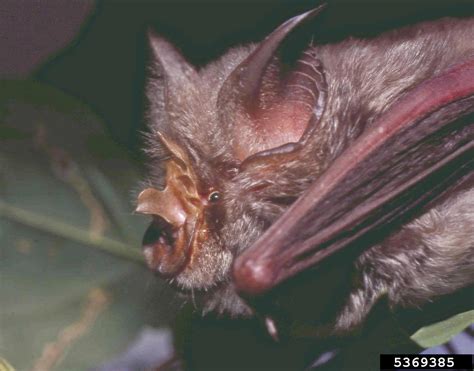 Sundevalls Roundleaf Bat Hipposideros Caffer