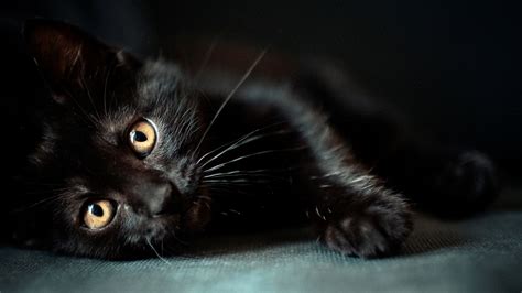 Black Cat Wallpapers 71 Images