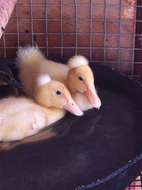 Our New Baby Crested Ducks 1 Week Old Swimming Cute Ducklings Pet