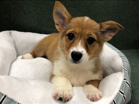 The welsh corgi is a loving and affectionate breed who will be a puppy at heart for its entire life. Pembroke Welsh Corgi-DOG-Male-tri-2905513-Petland San Antonio
