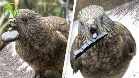 Meet Bruce The Brilliant Parrot Who Invented His Own “prosthetic” Beak