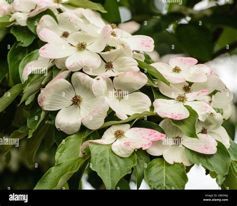 Closeup Of Beautiful Dogwood Tree Flowers In White And Pink Blooming In