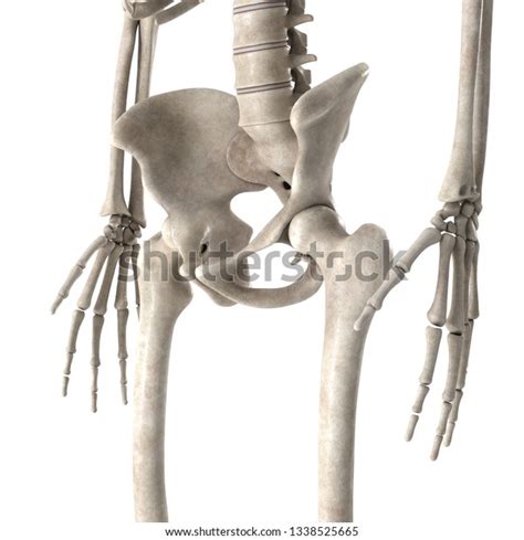 3d Render Male Skeleton Hips Stock Illustration 1338525665 Shutterstock